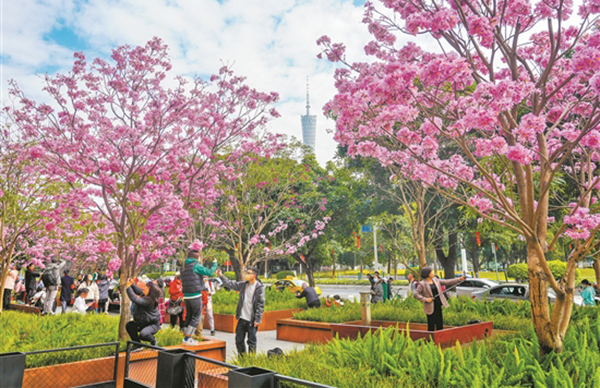 紫花风铃木“同框”广州塔 市民游客争相赏花打卡